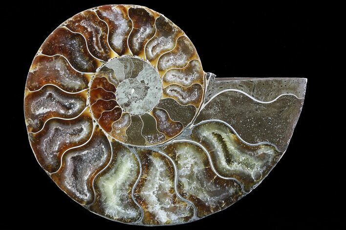 Polished Ammonite Fossil (Half) - Agatized #72932